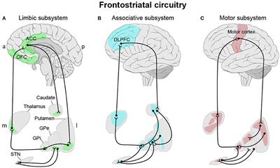 Frontostriatal circuitry as a target for fMRI-based neurofeedback interventions: A systematic review